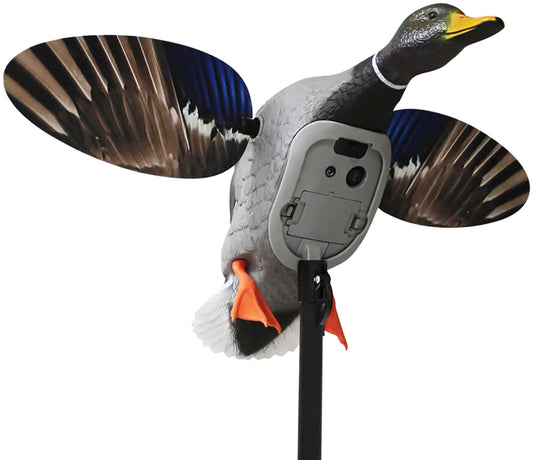 MOJO HW2520   ES KING MALLARD